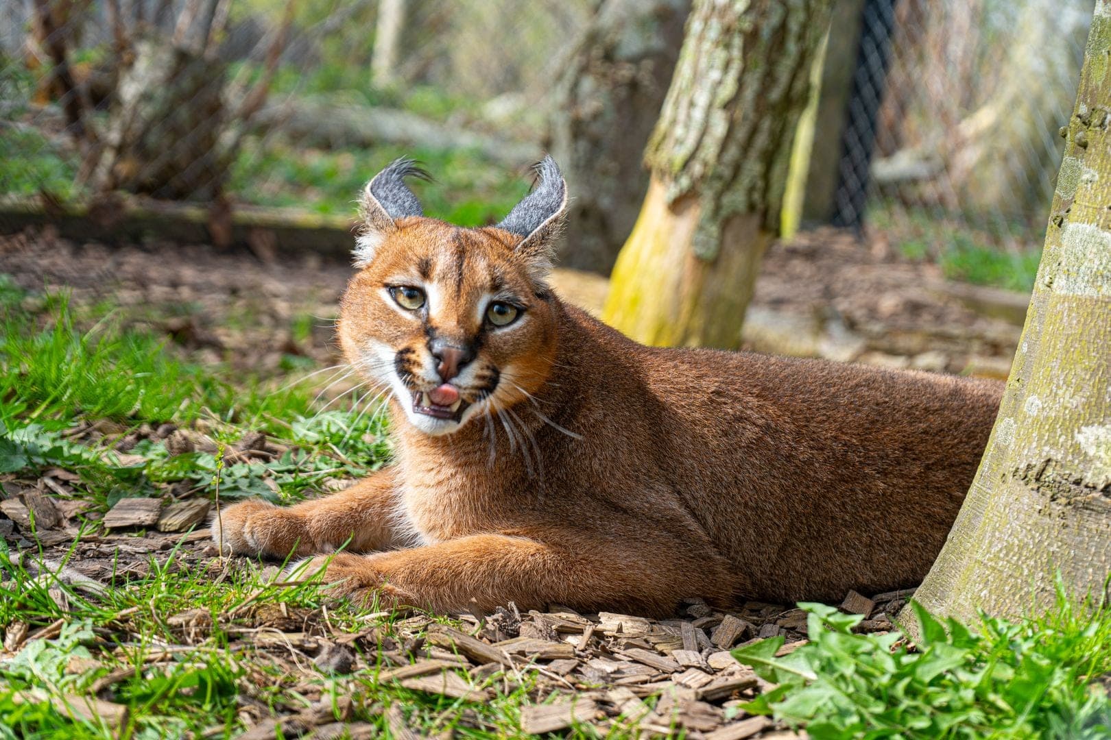 Kaja — Fra ulovligt kæledyr til et nyt liv