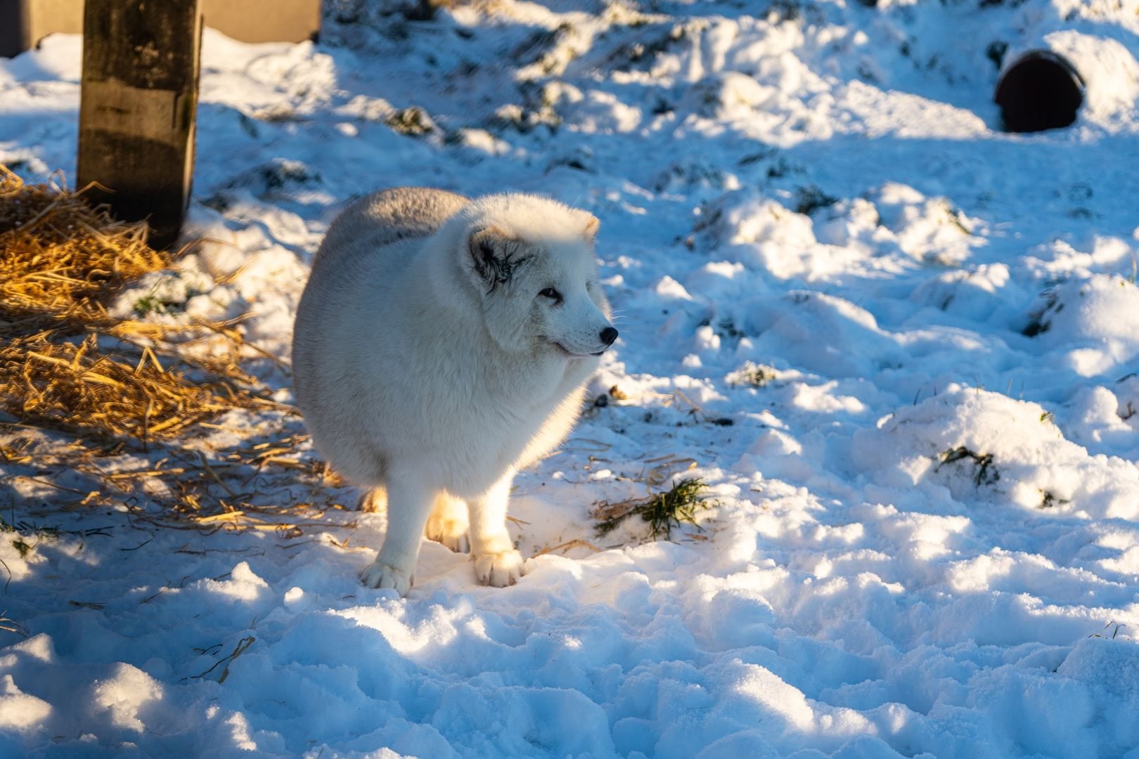 Ræve hviler i et naturligt indhegning på Odsherred Zoo Rescue