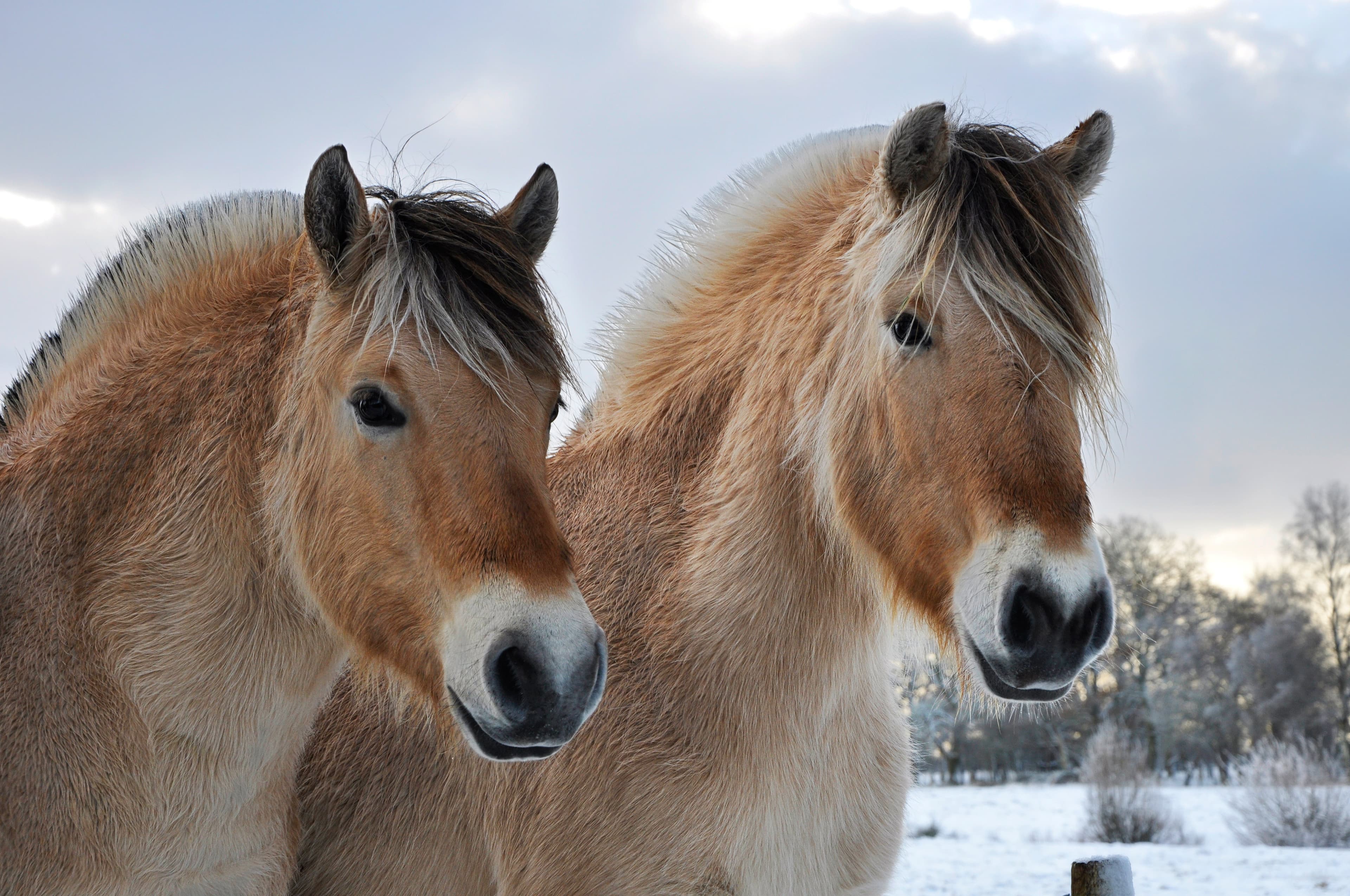 Our Horses — A Peaceful Home in Their Final Chapter