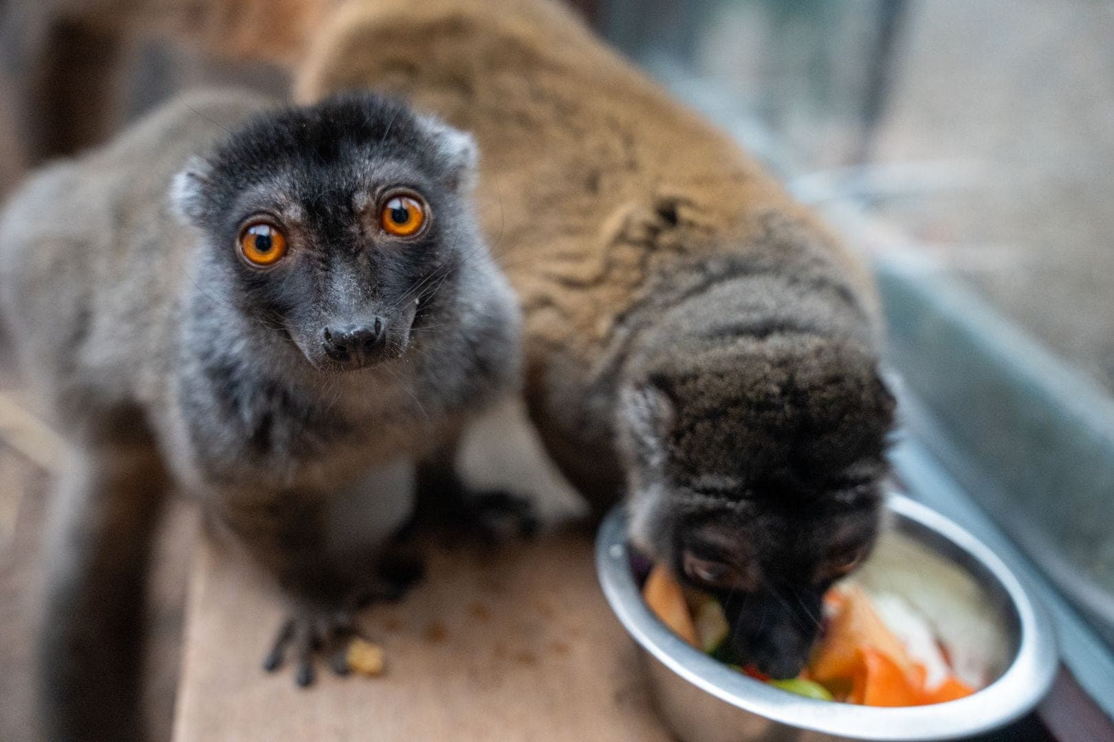Lemuren im Odsherred Zoo Rescue