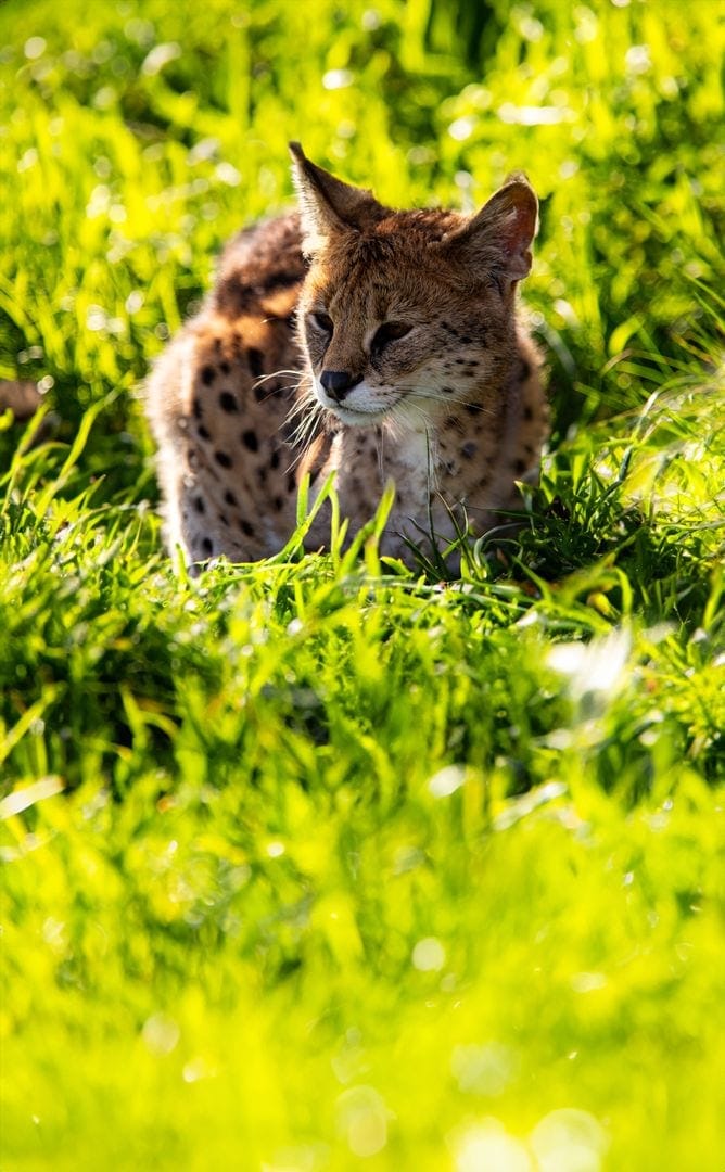 Eine Servalkatze im Odsherred Zoo Rescue